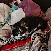 Medusa joined the competition — help win amazing prizes! cat, kitten, black_and_white, furry, pet, blanket, cozy, indoor, toy, colorful, soft, relaxed, cute, animal, fur, resting, small, domestic, comfort, playful