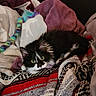 cat, kitten, black_and_white, furry, pet, blanket, cozy, indoor, toy, colorful, soft, relaxed, cute, animal, fur, resting, small, domestic, comfort, playful
