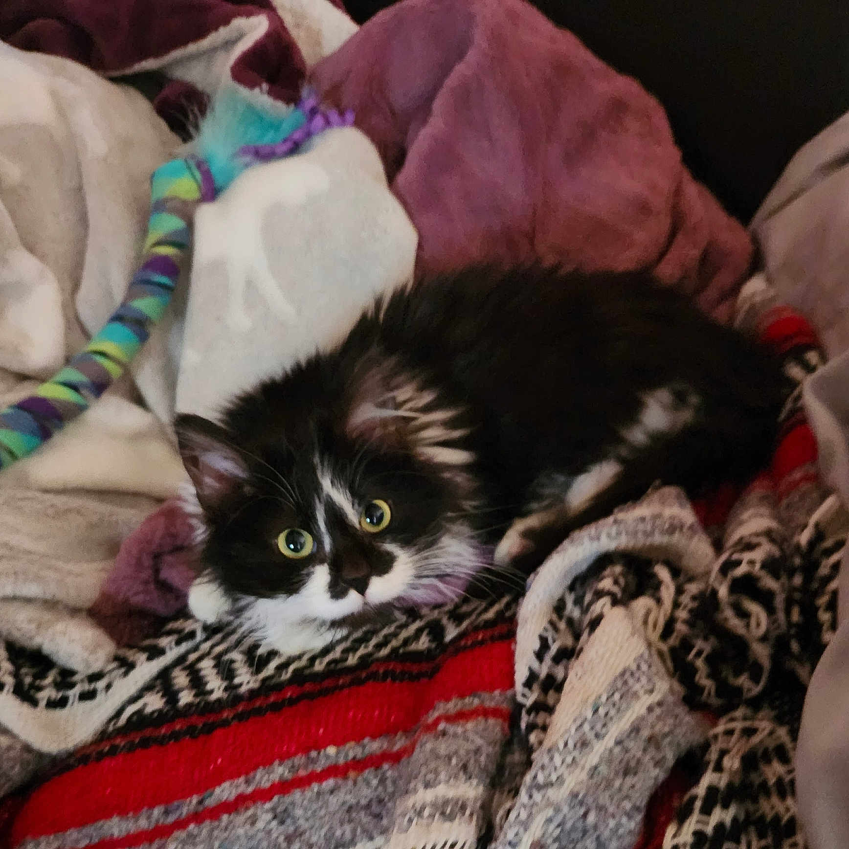 Medusa joined the competition — help win amazing prizes! cat, kitten, black_and_white, furry, pet, blanket, cozy, indoor, toy, colorful, soft, relaxed, cute, animal, fur, resting, small, domestic, comfort, playful