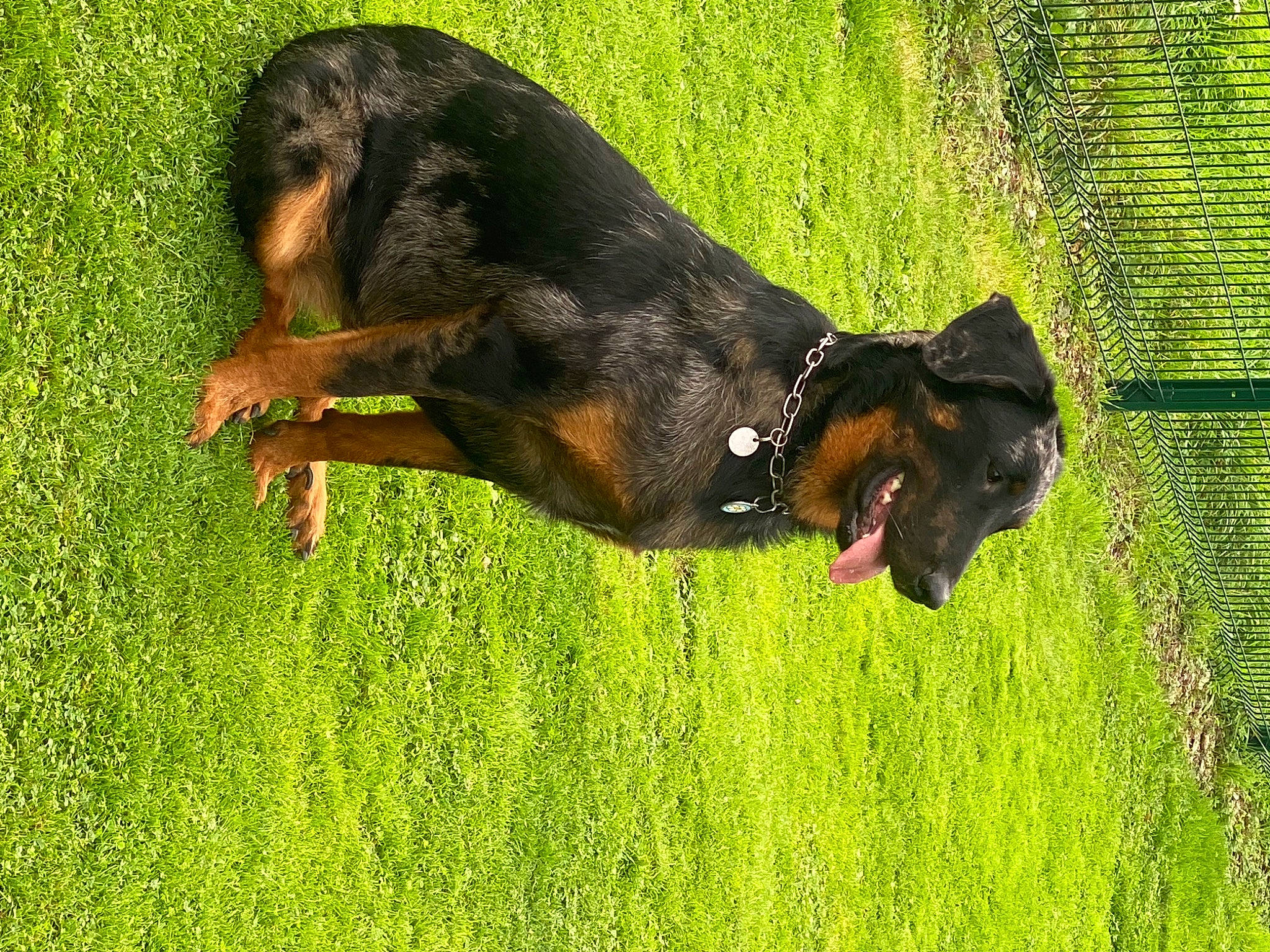 Sweet a rejoint le concours — aidez-le/la à gagner de superbes lots ! canidae, carnivore, companion_dog, dog, dog_breed, fawn, grass, grassland, guard_dog, liver, pasture, pinscher, plant, snout, sporting_group, tail, terrestrial_animal, window, working_animal, working_dog