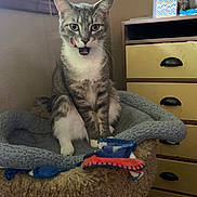 Pogo joined the competition — help win amazing prizes! animal, bed, cat, cat_bed, cozy, cute, domestic_cat, drawer, feline, furniture, home, indoor, mischievous, pet, playful, relaxed, resting, tabby, tongue_out, window