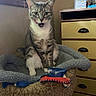 animal, bed, cat, cat_bed, cozy, cute, domestic_cat, drawer, feline, furniture, home, indoor, mischievous, pet, playful, relaxed, resting, tabby, tongue_out, window
