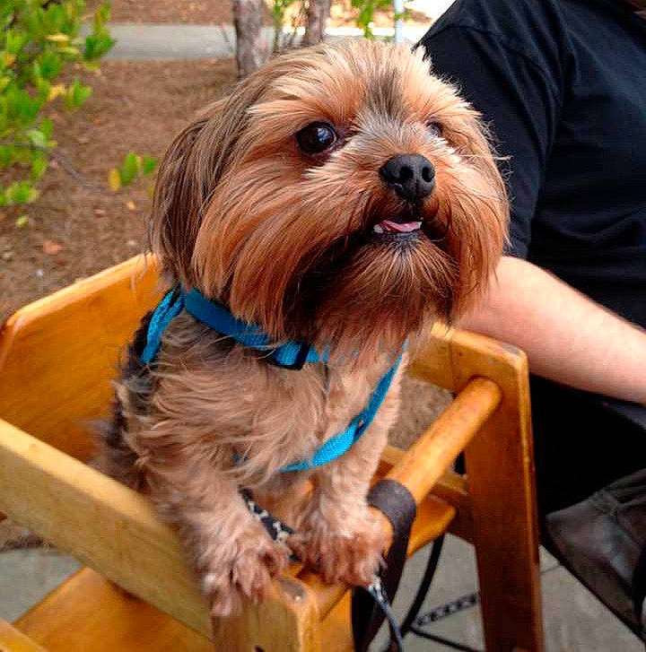 Guinness is registered to the contest to win money with this photo: canidae, carnivore, collar, companion_dog, dog, dog_breed, dog_collar, dog_supply, fashion_accessory, fawn, fur, liver, plant, small_terrier, snout, sporting_group, surfer_hair, toy_dog, wood, working_animal