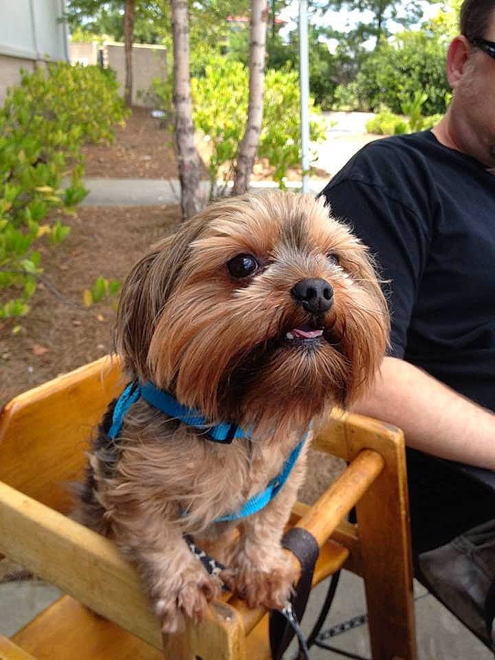 Guinness is registered to the contest to win money with this photo: canidae, carnivore, companion_dog, dog, dog_breed, dog_collar, dog_supply, fawn, fur, liver, plant, small_terrier, snout, sporting_group, t_shirt, terrier, toy_dog, tree, wood, working_animal