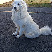Aïko participe au concours pour gagner de l'argent avec cette photo : dog, white_dog, fluffy, sitting, outdoor, asphalt, road, suburban, house, tree, fence, calm, pet, animal, fur, tail, daytime, nature, quiet, background