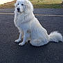 dog, white_dog, fluffy, sitting, outdoor, asphalt, road, suburban, house, tree, fence, calm, pet, animal, fur, tail, daytime, nature, quiet, background