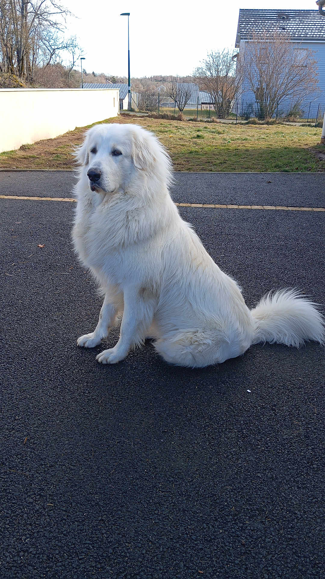 Aïko participe au concours pour gagner de l'argent avec cette photo : dog, white_dog, fluffy, sitting, outdoor, asphalt, road, suburban, house, tree, fence, calm, pet, animal, fur, tail, daytime, nature, quiet, background