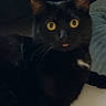 black_cat, cat, feline, pet, animal, wide_eyes, yellow_eyes, pink_tongue, whiskers, pointed_ears, short_hair, lying_down, close_up, portrait, indoor, bed, bedding, dark_fur, alert, funny_expression