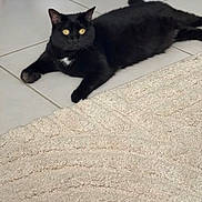 Vaïana participe au concours pour gagner de l'argent avec cette photo : cat, black_cat, pet, animal, feline, golden_eyes, white_chest_patch, lying_down, relaxed, indoor, tile_floor, carpet, living_room, home, pet_portrait, whiskers, ears, tail, black_fur, household_objects