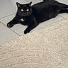 cat, black_cat, pet, animal, feline, golden_eyes, white_chest_patch, lying_down, relaxed, indoor, tile_floor, carpet, living_room, home, pet_portrait, whiskers, ears, tail, black_fur, household_objects
