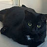 black_cat, cat, green_eyes, white_chest_patch, feline, pet, animal, lying_down, paws, whiskers, short_hair, indoors, tile_floor, doorway, hallway, portrait, looking_at_camera, relaxed, dark_fur, cute