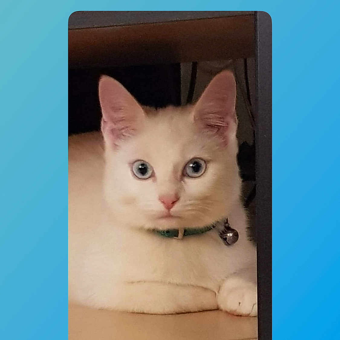 Snow a rejoint le concours — aidez-le/la à gagner de superbes lots ! animal, bell, blue_eyes, cat, closeup, collar, curious, cute, domestic_cat, feline, fur, indoor, looking, paw, pet, resting, sitting, whiskers, white_cat, young_cat