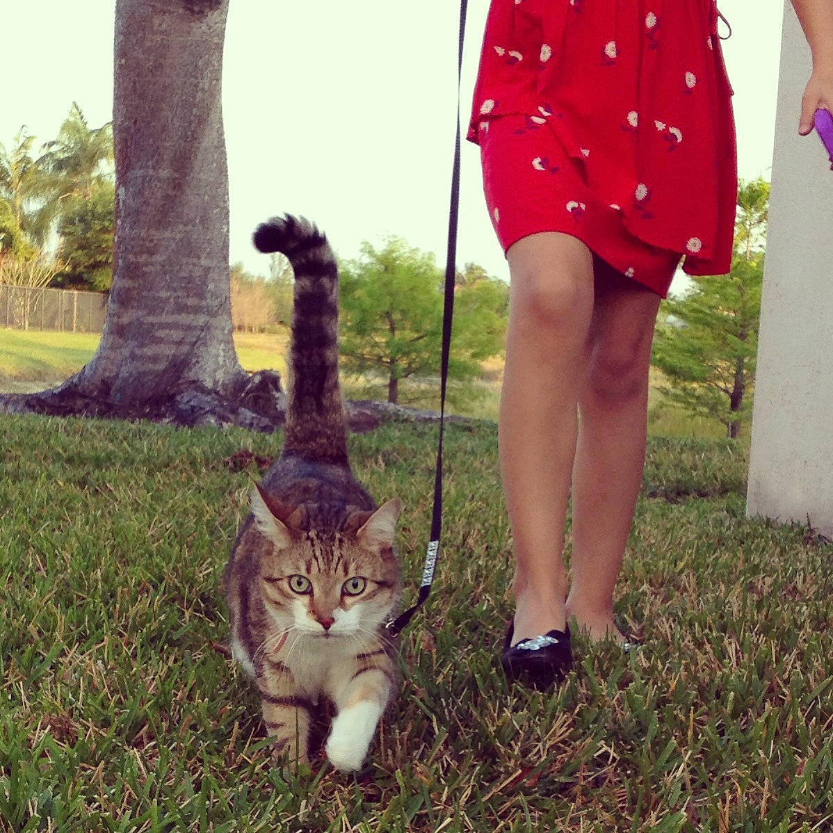 Paulie joined the competition — help win amazing prizes! carnivore, cat, dress, fawn, felidae, footwear, fur, grass, human_leg, lawn, leg, pink, plant, shoe, skin, small_to_medium_sized_cats, summer, tail, tree, whiskers