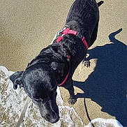 Neva participe au concours pour gagner de l'argent avec cette photo : animal, beach, black_dog, canine, coast, daytime, dog, leash, nature, ocean, outdoor, pet, red_harness, sand, seafoam, shadow, summer, sunlight, water, waves