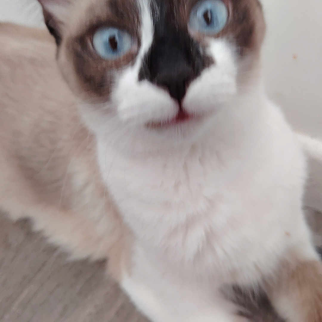 Praline participe au concours pour gagner de l'argent avec cette photo : cat, blue_eyes, feline, pet, indoor, lying_down, close_up, fur, whiskers, ears, floor, animal, cute, domestic_animal, face, portrait, mammal, resting, tabby, young_cat