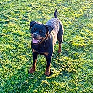 Alma participe au concours pour gagner de l'argent avec cette photo : animal, canine, daytime, dog, friendly, grass, green, happy, mammal, nature, outdoor, pet, playful, portrait, rottweiler, smiling, standing, summer, sunlight, tail
