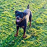 animal, canine, daytime, dog, friendly, grass, green, happy, mammal, nature, outdoor, pet, playful, portrait, rottweiler, smiling, standing, summer, sunlight, tail