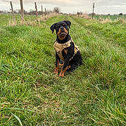 Alma participe au concours pour gagner de l'argent avec cette photo : dog, rottweiler, grass, field, path, outdoor, nature, cloudy_sky, fence, harness, animal, pet, sitting, canine, rural, greenery, daylight, portrait, muzzle, ears