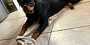 Alma a rejoint le concours — aidez-le/la à gagner de superbes lots ! rottweiler, dog, pet, indoor, tile_floor, cloth, black_and_tan, animal, resting, paw, wood_storage, chair, home, floor_tile, looking, mammal, domestic_animal, fur, canine, relaxed