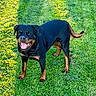 animal, black_and_tan, canine, daytime, dog, friendly, grass, happy, mammal, nature, outdoor, pet, playing, rottweiler, shadow, smiling, standing, summer, sunlight, tongue_out