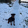 Alma participe au concours pour gagner de l'argent avec cette photo : dog, rottweiler, snowman, snow, winter, outdoor, fence, grass, carrot_nose, coal_eyes, animal, pet, canine, yard, tree, cloudy_sky, cold, nature, playful, companion