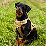 Alma participe au concours pour gagner de l'argent avec cette photo : rottweiler, puppy, dog, harness, grass, outdoor, pet, canine, animal, nature, field, sitting, black, tan, cute, young, portrait, fur, ears, alert