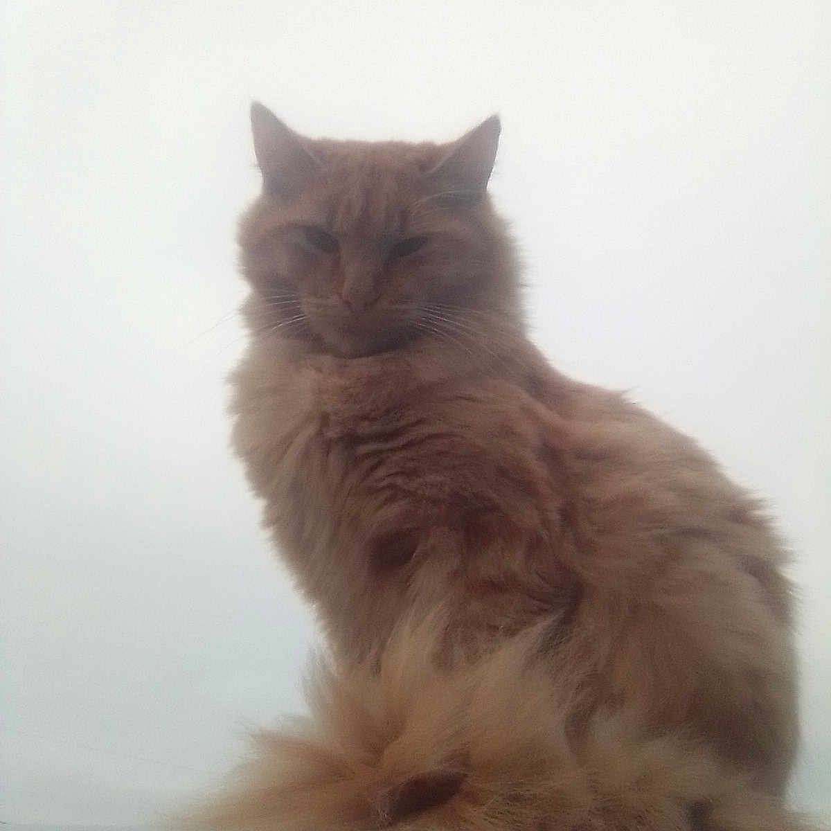 Grandpaw is registered to the contest to win money with this photo: abyssinian, angora, animal, cat, hardwood, kitten, manx, pet, siamese, wood