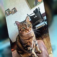 Maya Penillon a rejoint le concours — aidez-le/la à gagner de superbes lots ! cat, tabby, green_eyes, pet, indoor, furniture, chair, painting, wooden_floor, cushion, wall_art, domestic_animal, whiskers, ears, fur, sitting, looking_away, home, leather_surface, cozy