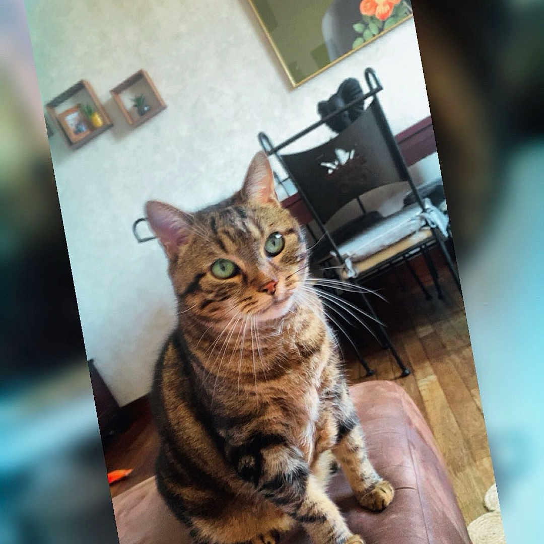 Maya Penillon a rejoint le concours — aidez-le/la à gagner de superbes lots ! cat, chair, cozy, cushion, domestic_animal, ears, fur, furniture, green_eyes, home, indoor, leather_surface, looking_away, painting, pet, sitting, tabby, wall_art, whiskers, wooden_floor