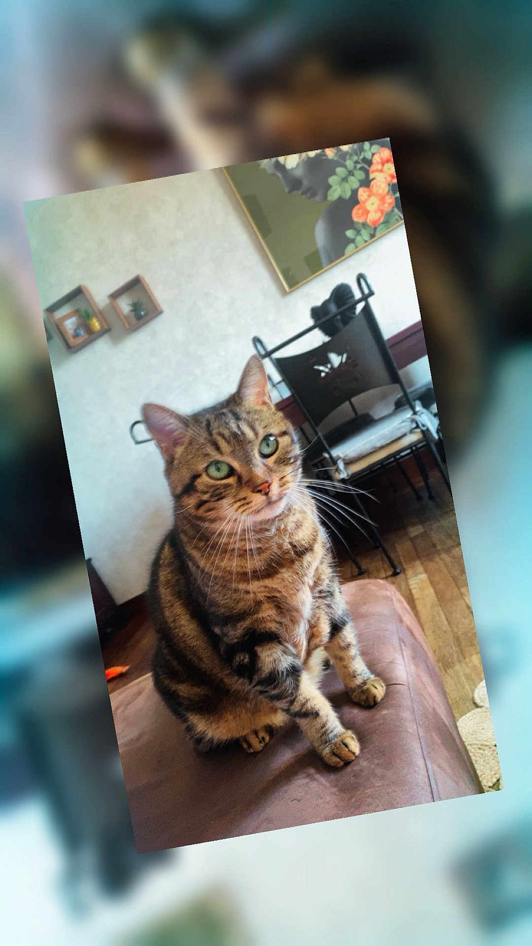 Maya Penillon a rejoint le concours — aidez-le/la à gagner de superbes lots ! cat, tabby, green_eyes, pet, indoor, furniture, chair, painting, wooden_floor, cushion, wall_art, domestic_animal, whiskers, ears, fur, sitting, looking_away, home, leather_surface, cozy