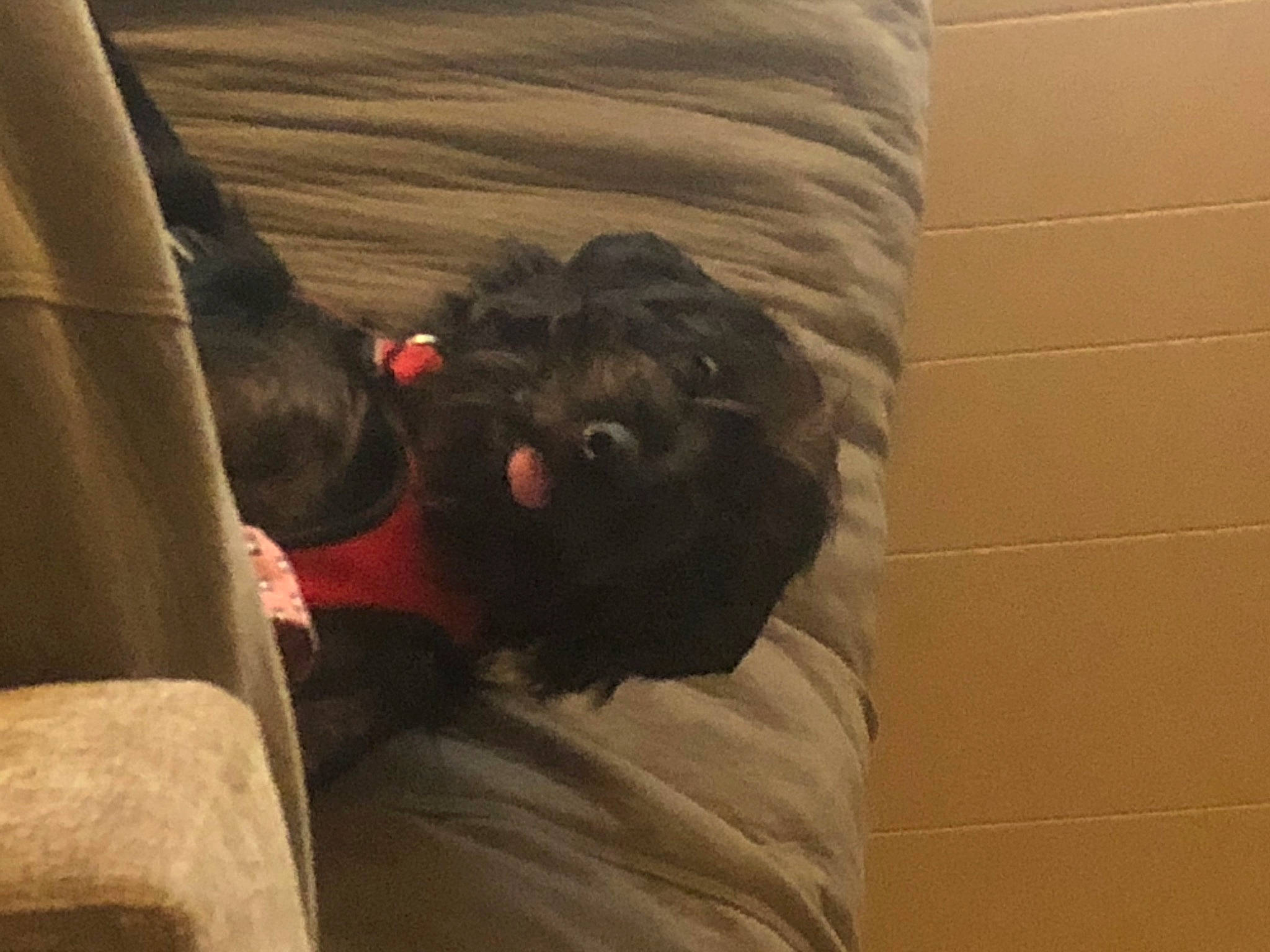 Jack joined the competition — help win amazing prizes! affenpinscher, canidae, carnivore, cockapoo, companion_dog, dog, dog_breed, labradoodle, puppy, schnoodle, sporting_group