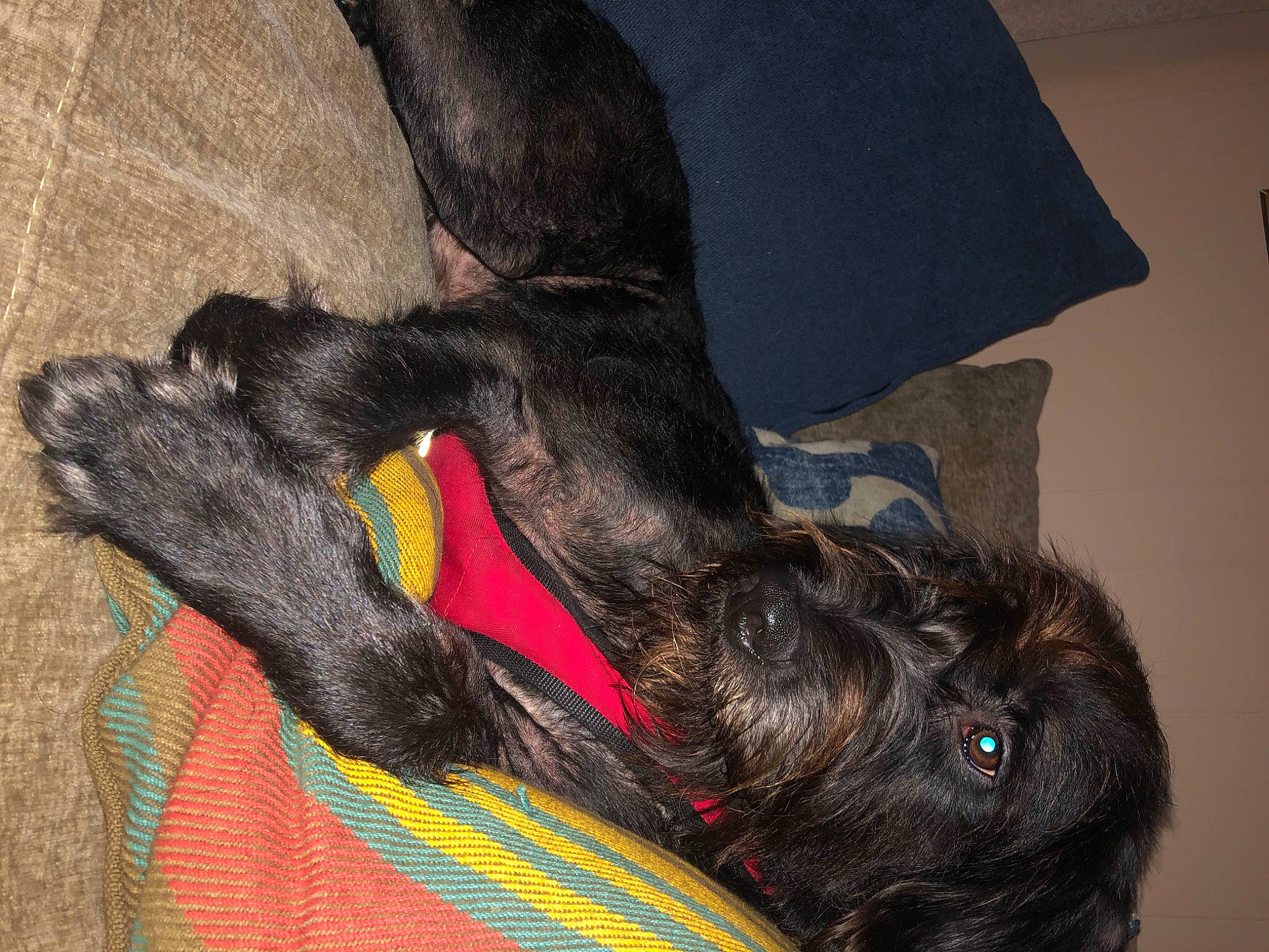 Jack is registered to the contest to win money with this photo: affenpinscher, canidae, carnivore, dog, dog_breed, ear, fur, giant_schnauzer, guard_dog, irish_wolfhound, miniature_schnauzer, scottish_deerhound, scottish_terrier, sporting_group, tail, terrier