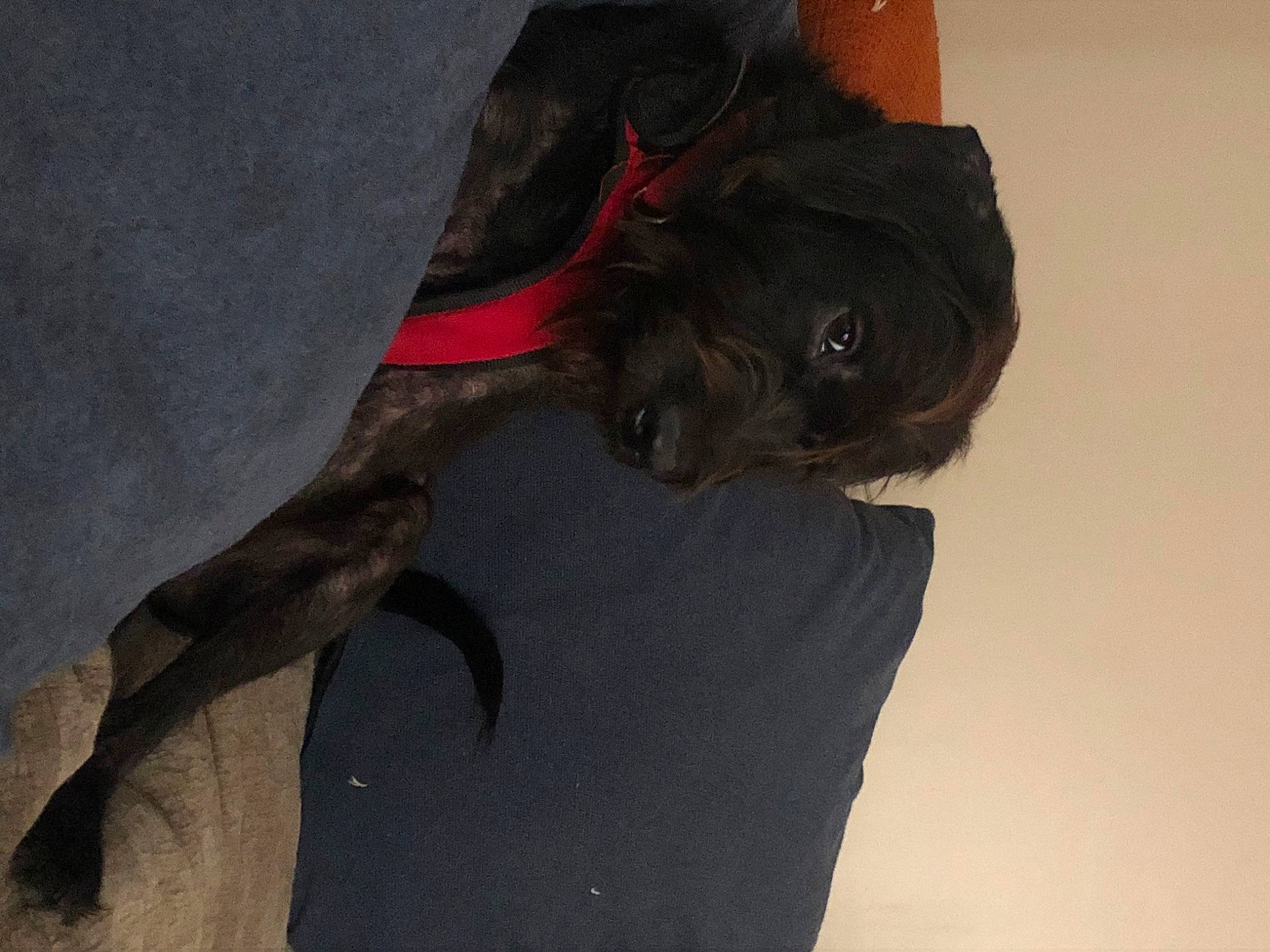 Jack joined the competition — help win amazing prizes! canidae, dog_breed, fur, sporting_group