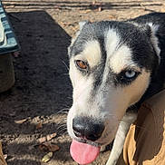 Alpha joined the competition — help win amazing prizes! animal, blue_eye, brown_eye, canine, close_up, daytime, dirt, dog, heterochromia, husky, leaves, nature, outdoor, pants, person_legs, pet, playful, shadow, sunlight, tongue_out