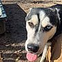 animal, blue_eye, brown_eye, canine, close_up, daytime, dirt, dog, heterochromia, husky, leaves, nature, outdoor, pants, person_legs, pet, playful, shadow, sunlight, tongue_out