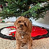 Marley joined the competition — help win amazing prizes! carpet, christmas_tree, collar, curly_hair, cute, decorations, dog, festive, floor, fluffy, green, holiday, home, indoor, lights, ornaments, pet, red, small_dog, tag