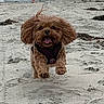 Marley is registered to the contest to win money with this photo: animal, beach, canine, daytime, dog, energetic, excited, fluffy, fur, happy, jumping, motion, nature, outdoor, pet, playful, running, sand, small_dog, tongue_out