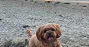 Marley joined the competition — help win amazing prizes! animal, beach, canine, clouds, cute, dog, happy, mound, nature, ocean, outdoor, pet, playful, sand, sky, summer, sunlight, sunset, tongue_out, water