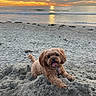 animal, beach, canine, clouds, cute, dog, happy, mound, nature, ocean, outdoor, pet, playful, sand, sky, summer, sunlight, sunset, tongue_out, water