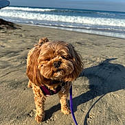 Marley is registered to the contest to win money with this photo: animal, beach, brown_dog, canine, coast, cute, daytime, dog, leash, nature, ocean, outdoor, pet, sand, shore, small_dog, sunlight, sunny, water, waves