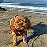 animal, beach, brown_dog, canine, coast, cute, daytime, dog, leash, nature, ocean, outdoor, pet, sand, shore, small_dog, sunlight, sunny, water, waves