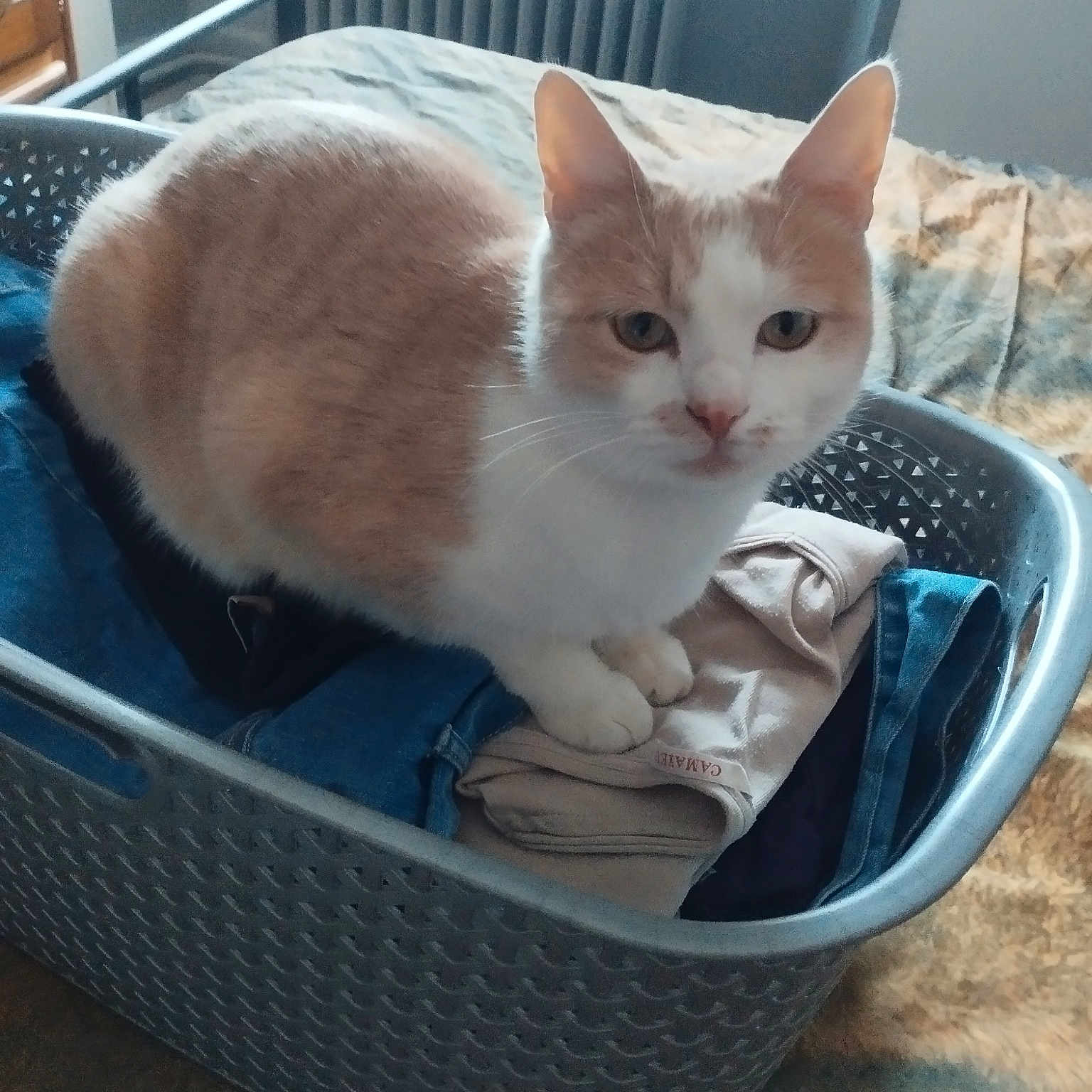 Caramel participe au concours pour gagner de l'argent avec cette photo : animal_shelter, basket, box, cardboard, carnivore, cat, cat_supply, comfort, domestic_short_haired_cat, fawn, felidae, fur, pet_supply, shipping_box, small_to_medium_sized_cats, storage_basket, tail, whiskers, wicker, wood