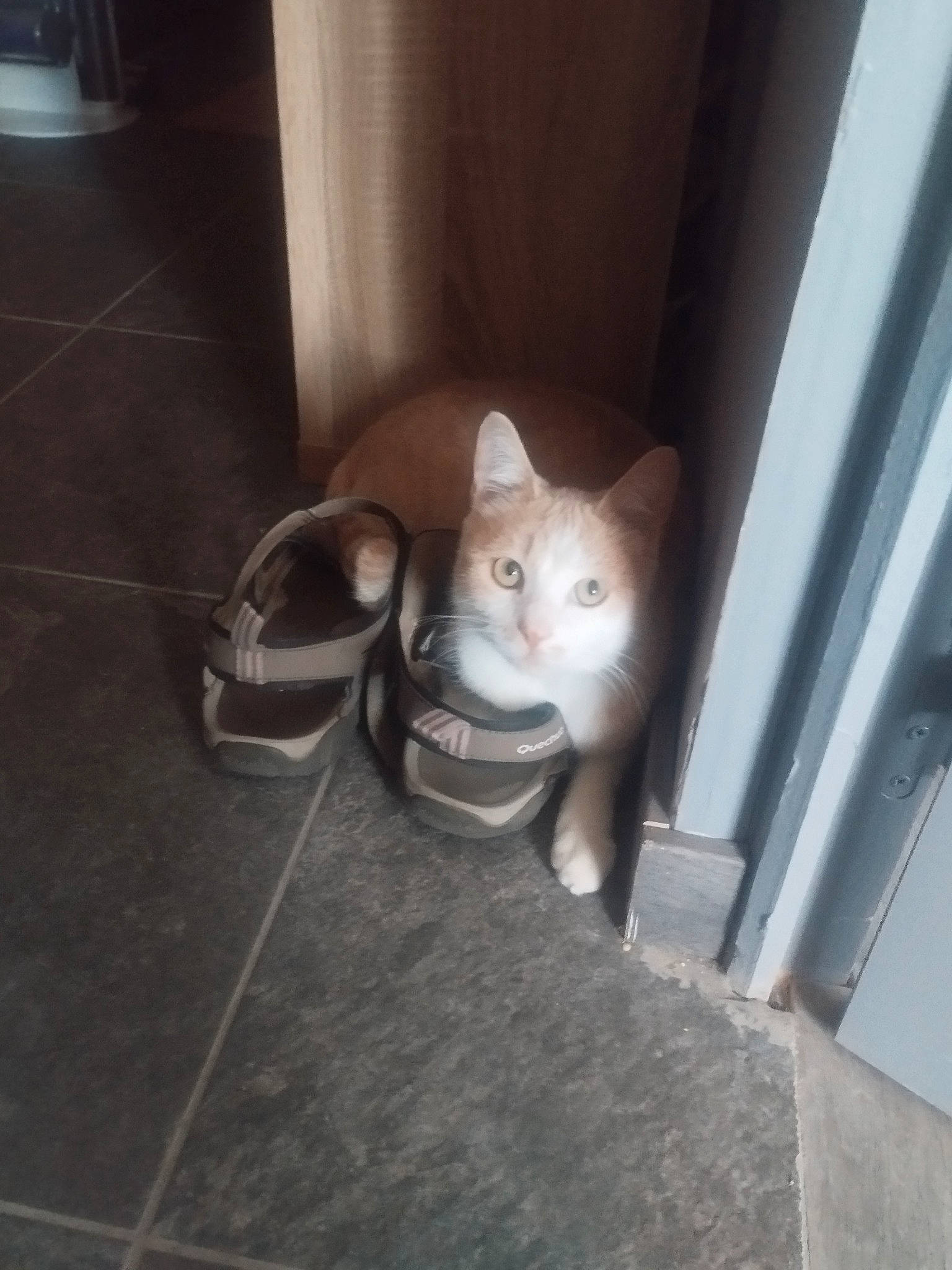 Caramel participe au concours pour gagner de l'argent avec cette photo : box, carnivore, cat, comfort, domestic_short_haired_cat, fawn, felidae, floor, flooring, fur, grey, hardwood, metal, paw, room, small_to_medium_sized_cats, snout, tail, whiskers, wood