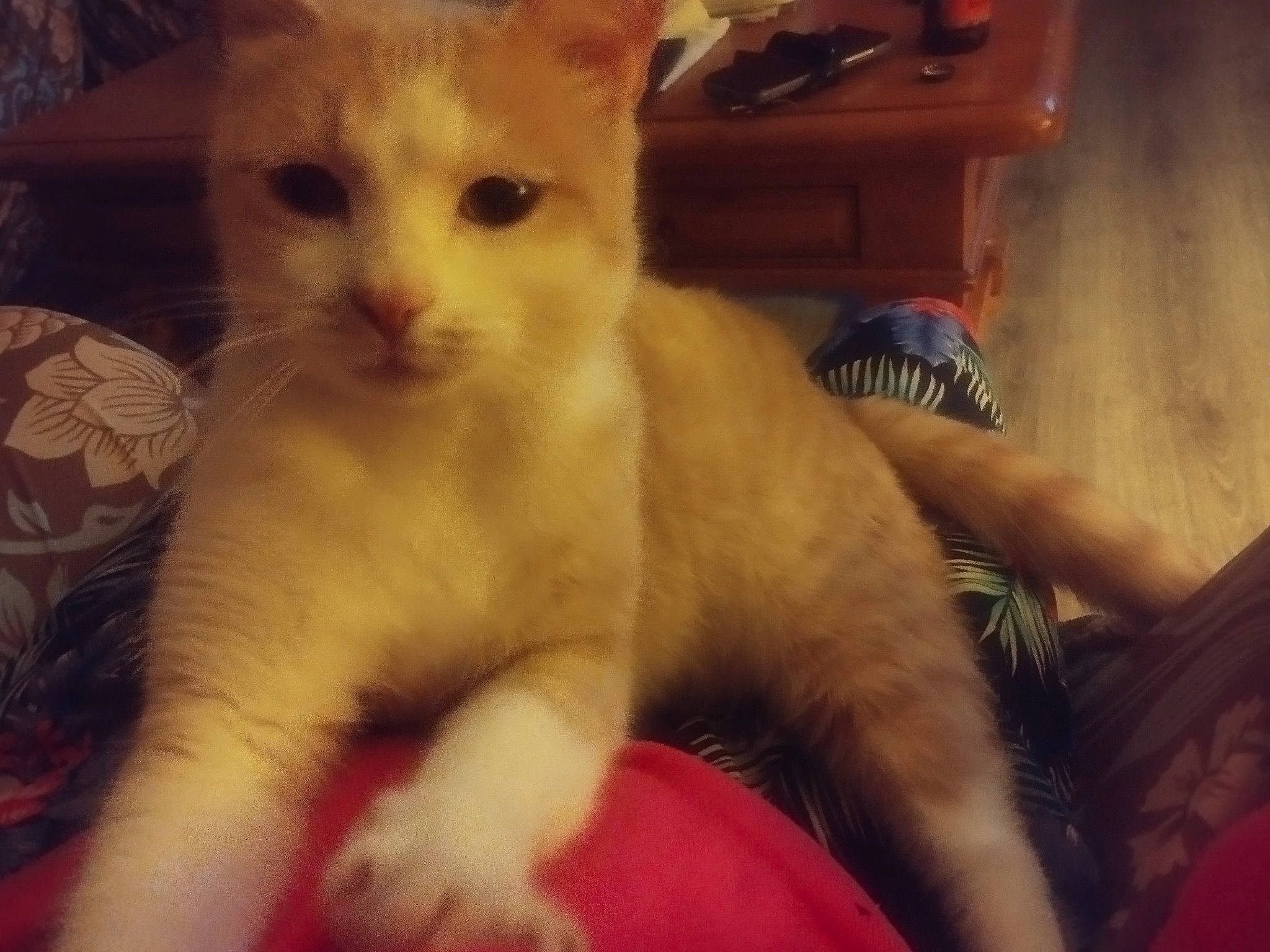 Caramel a rejoint le concours — aidez-le/la à gagner de superbes lots ! carnivore, cat, claw, domestic_short_haired_cat, fawn, felidae, fur, lap, paw, sitting, small_to_medium_sized_cats, snout, tail, whiskers