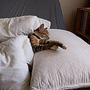 Gribouille a rejoint le concours — aidez-le/la à gagner de superbes lots ! animal, blanket, cat, collar, comfort, couch, cozy, cute, feline, fur, home, indoor, nap, pet, pillow, quilted, relaxation, resting, sleeping, tabby_cat