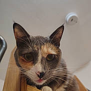 Maisie joined the competition — help win amazing prizes! animal, cat, ceiling, close_up, curious, cute, ears, face, feline, gray_fur, household, indoor, looking_down, pet, portrait, smoke_detector, tongue_out, whiskers, white_paws, wooden_shelf