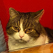 Bouba participe au concours pour gagner de l'argent avec cette photo : animal, cat, close_up, domestic_cat, ears, face, feline, fur, indoor, looking, pet, portrait, red_background, resting, serious_expression, tabby_cat, whiskers, white_fur, wooden_surface, yellow_eyes