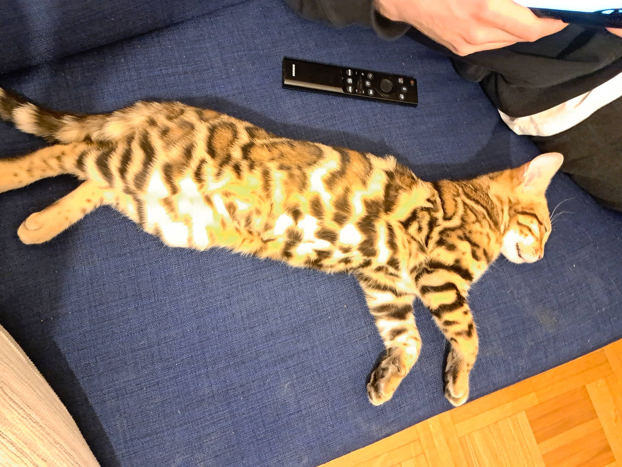 Gimli a rejoint le concours — aidez-le/la à gagner de superbes lots ! big_cats, carnivore, cat, claw, fawn, felidae, foot, fur, hardwood, metal, pattern, paw, small_to_medium_sized_cats, tail, terrestrial_animal, whiskers, wildlife, wood