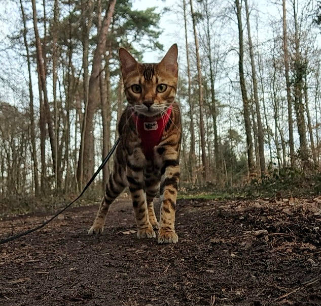 Gimli a rejoint le concours — aidez-le/la à gagner de superbes lots ! carnivore, cat, domestic_short_haired_cat, fawn, felidae, forest, fur, grass, landscape, plant, sky, small_to_medium_sized_cats, snout, tail, terrestrial_animal, tree, trunk, twig, whiskers, wood