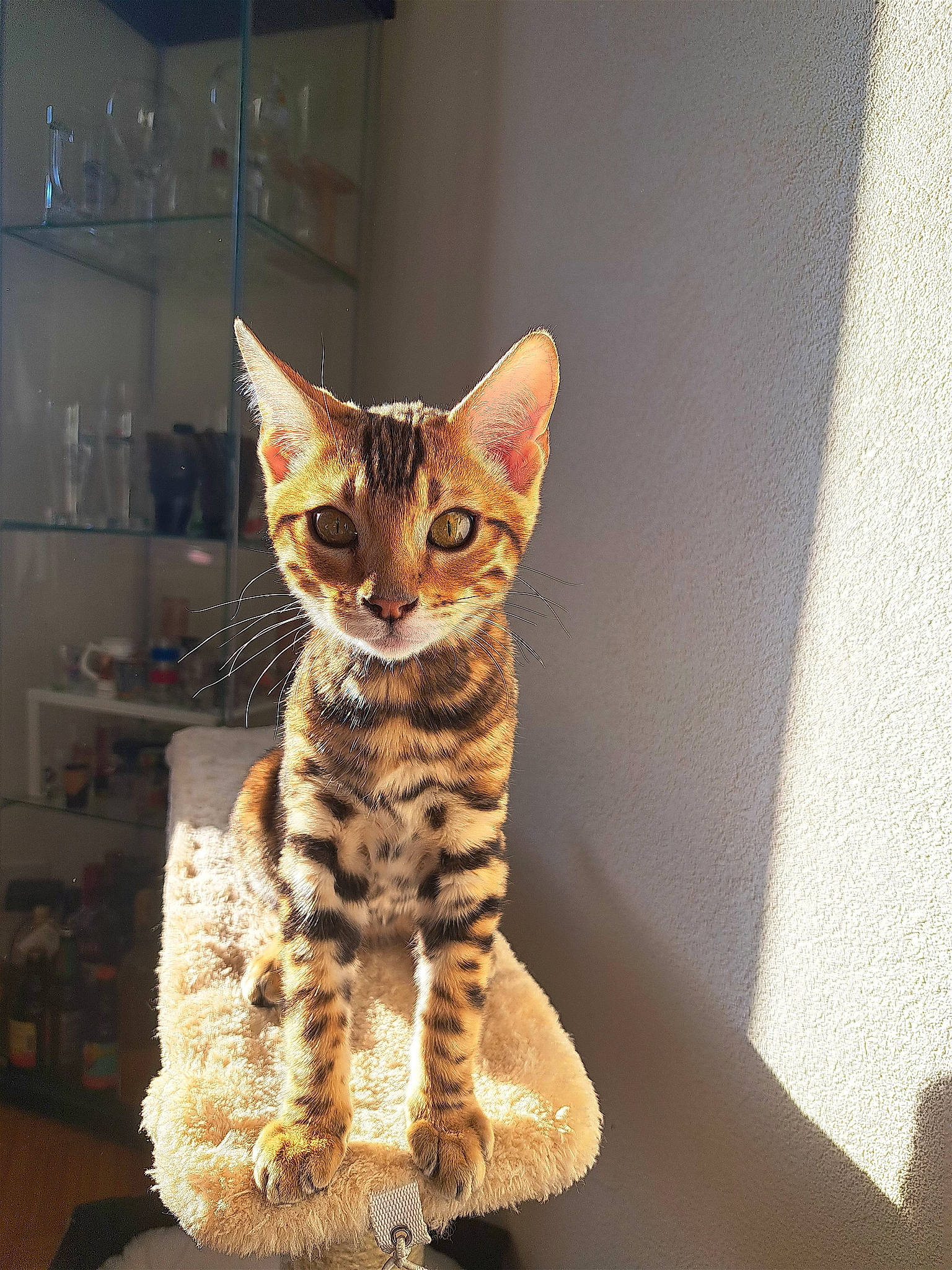 Gimli a rejoint le concours — aidez-le/la à gagner de superbes lots ! carnivore, cat, domestic_short_haired_cat, fawn, felidae, fur, shelf, small_to_medium_sized_cats, snout, tail, terrestrial_animal, whiskers, wildlife